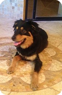 Dudley | Adopted Dog | Kingwood, TX | Collie/Gordon Setter Mix