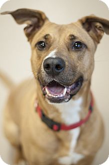 Lady | Adopted Dog | Appleton, WI | Shepherd (Unknown Type ...
