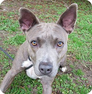 Chevy Girl | Adopted Dog | Elizabeth City, NC | Pharaoh ...