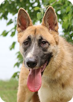 Nashville, TN - Akita/German Shepherd Dog Mix. Meet Buffy ...