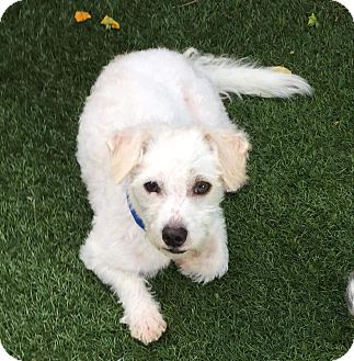 Seattle, WA - Westie, West Highland White Terrier/Terrier ...