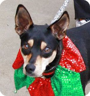 Bandit | Adopted Dog | Olive Branch, MS | Miniature ...