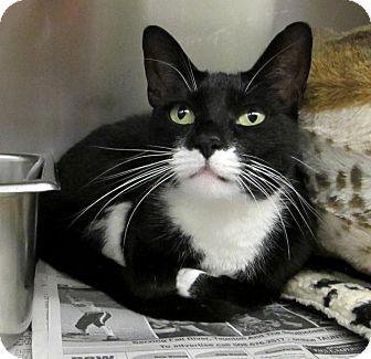 Cranston, RI - Domestic Shorthair. Meet Missy a Cat for ...