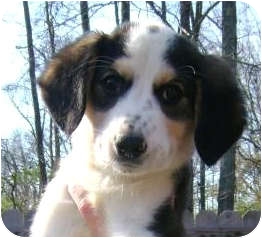 *Samantha - PENDING | Adopted Puppy | Westport, CT ...