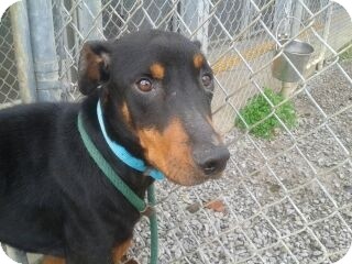New Richmond, OH - Doberman Pinscher/Rottweiler Mix. Meet ...