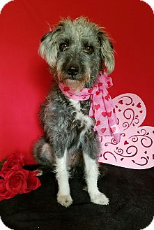 New York, NY - Schnauzer (Miniature)/Poodle (Miniature ...