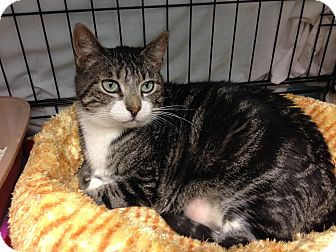 24 Cats Available For Adoption Rhode Island Image