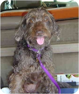 HERSHEY KISS | Adopted Dog | 483 | Melbourne, FL ...