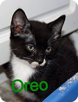 Oreo | Adopted Kitten | Edmonton, AB | Domestic Shorthair