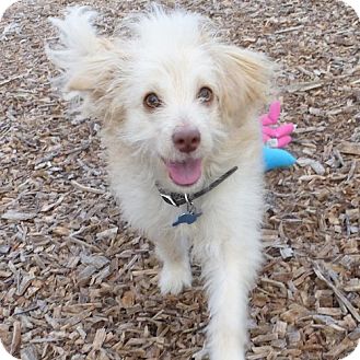 Corky | Adopted Puppy | East Hartford, CT | Poodle ...