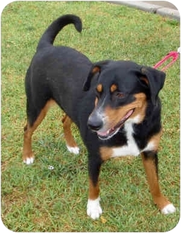 Jackie | Adopted Dog | 364 | Houston, TX | Entlebucher ...