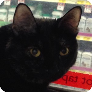 Domestic Shorthair Cat for Sale in Gilbert, Arizona - Carrie Domestic Shorthair Cat for Sale in Gilbert, Arizona - Carrie