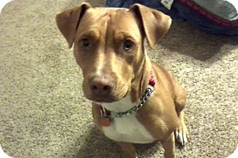 Fiona | Adopted Dog | 2838 | Houston, TX | Vizsla/American ...