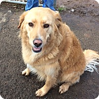 Vancouver, WA - Terrier (Unknown Type, Medium)/Labrador ...