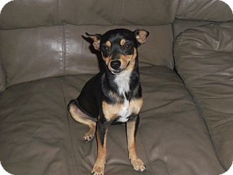 COLE | Adopted Dog | Salt Lake City, UT | Miniature ...