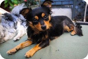Blackie | Adopted Dog | Los Angeles, CA | Spaniel (Unknown ...