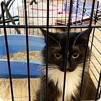 Maryville, TN - Domestic Mediumhair. Meet Lesa a Cat for ...