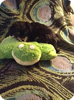 Staten Island, NY - Chihuahua/Miniature Pinscher Mix. Meet ...