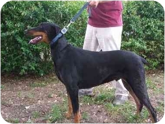 Black and Blue | Adopted Dog | miami beach, FL | Doberman ...