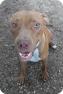 Cinnamon | Adopted Dog | Troup, TX | Pit Bull Terrier/Rhodesian Ridgeback Mix
