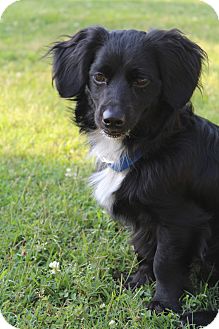 Dachshund/Cavalier King Charles Spaniel Mix Dog for Sale in Hamburg, Pennsylvania - Skipper Dachshund/Cavalier King Charles Spaniel Mix Dog for Sale in Hamburg, Pennsylvania - Skipper