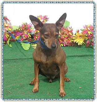 MOE JOE | Adopted Dog | 587068 | Marietta, GA | Miniature ...