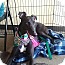 Photo 2 - Greyhound Dog for adoption in Seattle, Washington - Tamika (Mika) Photo 2 - Greyhound Dog for adoption in Seattle, Washington - Tamika (Mika)