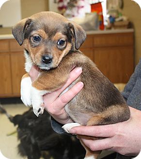 Sparta, NJ - Corgi/Beagle Mix. Meet Bitsy a Puppy for ...