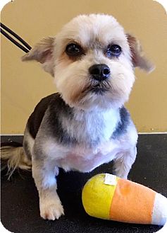 New York, NY - Maltese/Shih Tzu Mix. Meet Lily a Dog for ...