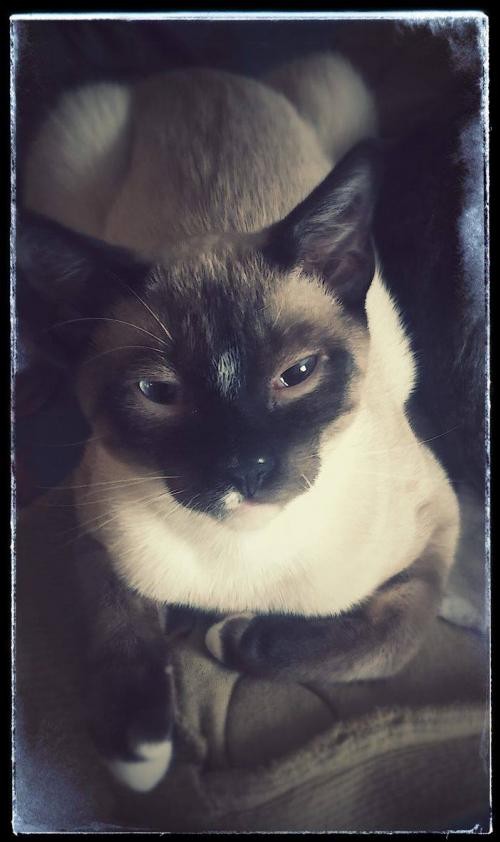 Adopt Tater Male Siamese a Tan or Fawn Siamese / Mixed (short coat) cat