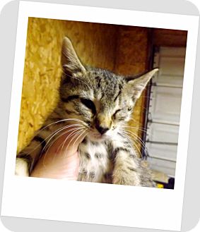 Domestic Shorthair Kitten for Sale in Owosso, Michigan - Bucky Domestic Shorthair Kitten for Sale in Owosso, Michigan - Bucky