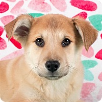 Cincinnati, OH - Beagle Mix. Meet Sweetheart a Puppy for ...