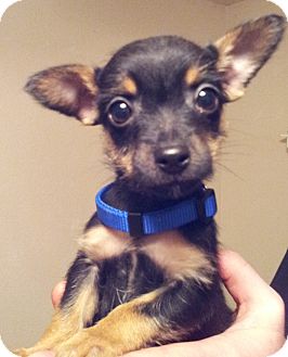 Warwick, RI - Miniature Pinscher/Chihuahua Mix. Meet ...