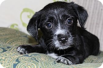Yorkie, Yorkshire Terrier/Schnauzer (Standard) Mix Puppy for adoption in Hagerstown, Maryland - Balboa Yorkie, Yorkshire Terrier/Schnauzer (Standard) Mix Puppy for adption in Hagerstown, Maryland - Balboa