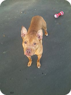 Biscuit | Adopted Dog | Morristown, NJ | Pharaoh Hound/Pit ...
