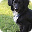 Photo 1 - Dachshund/Cavalier King Charles Spaniel Mix Dog for adoption in Bedminster, New Jersey - Skipper Photo 1 - Dachshund/Cavalier King Charles Spaniel Mix Dog for adoption in Bedminster, New Jersey - Skipper