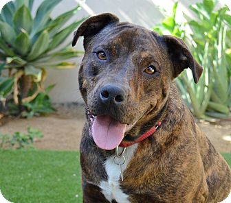 Pinta | Adopted Dog | Los Angeles, CA | Labrador Retriever ...