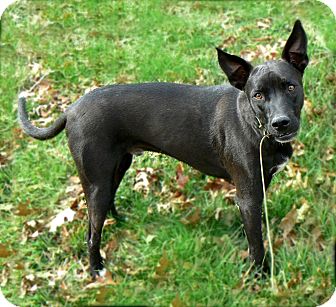 Pharaoh Hound Mix Dog for adoption in Salem, New Hampshire ...