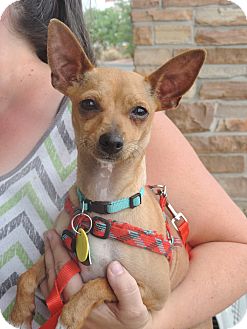 Hurricane, UT - Miniature Pinscher/Chihuahua Mix. Meet ...