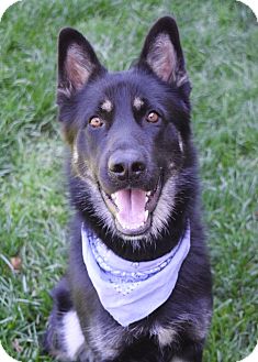 Dublin, CA - German Shepherd Dog Mix. Meet Cash a Dog for ...