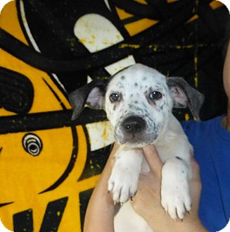 Oviedo, FL - English Springer Spaniel/German Shorthaired ...