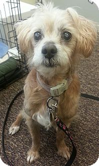 Cleveland, OH - Cocker Spaniel Mix. Meet Ozzie a Dog for ...