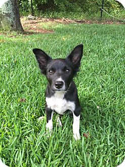 Middleburg, FL - Border Collie Mix. Meet Riley a Puppy for ...