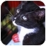 Photo 4 - Domestic Shorthair Cat for adoption in La Canada Flintridge, California - Panda Photo 4 - Domestic Shorthair Cat for adoption in La Canada Flintridge, California - Panda