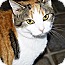 Photo 1 - Domestic Shorthair Cat for adoption in Xenia, Ohio - Piper Photo 1 - Domestic Shorthair Cat for adoption in Xenia, Ohio - Piper
