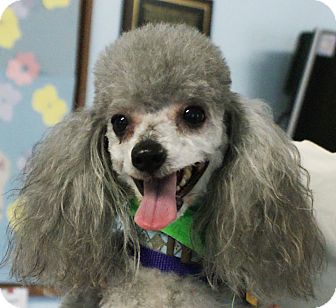 New Freedom, PA - Poodle (Miniature) Mix. Meet Dakota a ...