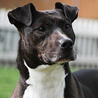 Stockton, CA - Shepherd (Unknown Type)/Labrador Retriever Mix. Meet ...