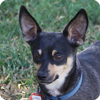 Edmonton, AB - Dachshund/Miniature Pinscher Mix. Meet ...