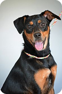 Arrow | Adopted Dog | Staunton, VA | Miniature Pinscher ...