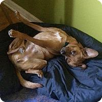 Adopt A Pet :: June Bug - Lombard, IL